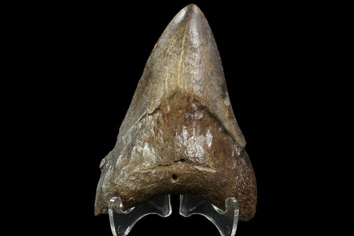 Fossil Megalodon Tooth - Georgia #90391
